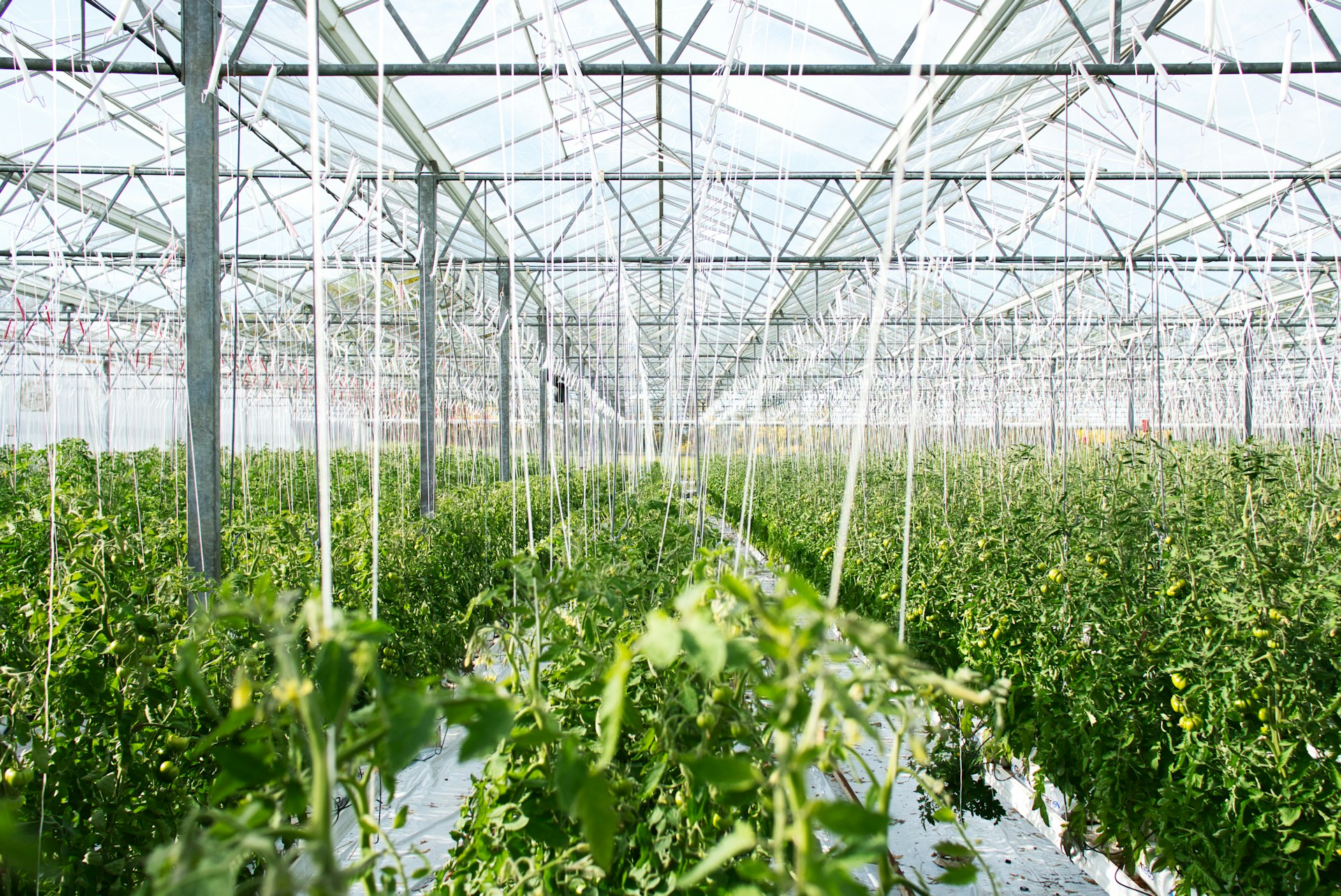 Modern greenhouse interior with crop rows