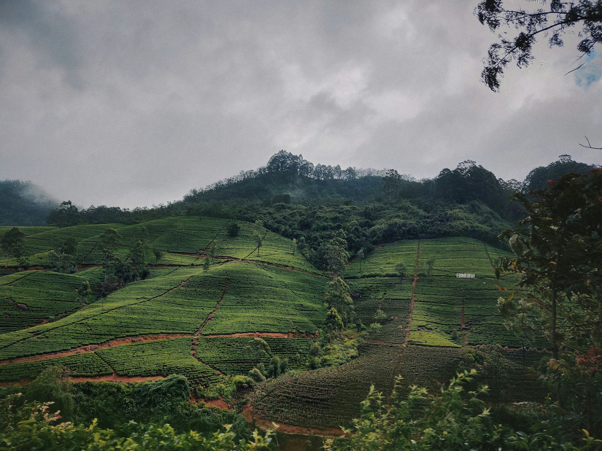 Tea estate hills at Lindula