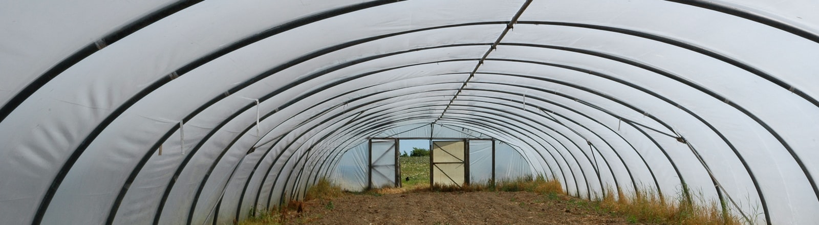Interior of a poly-tunnel prepared for planting